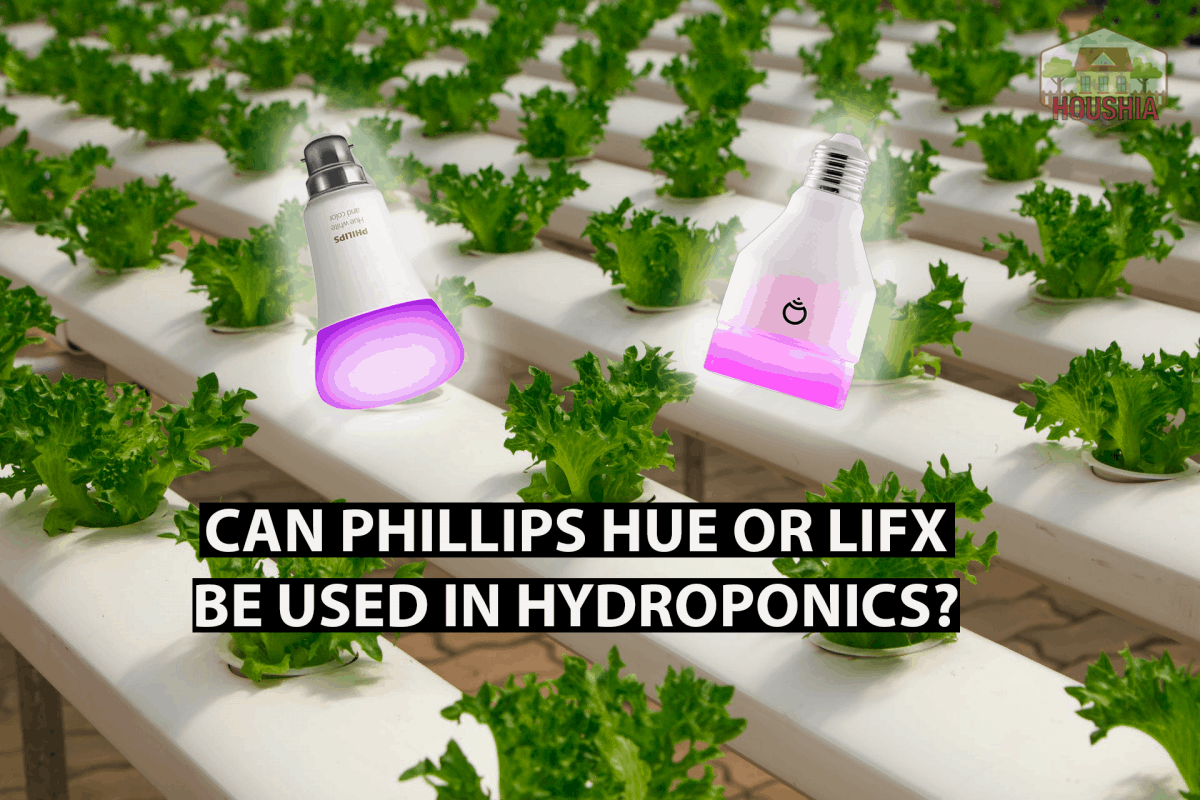 CAN PHILLIPS HUE AND LIFX BE USED IN HYDROPONICS